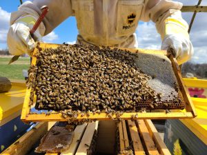 Close up of Mark Spencer holding a frame of a beehive covered in vees and honeycomb.
