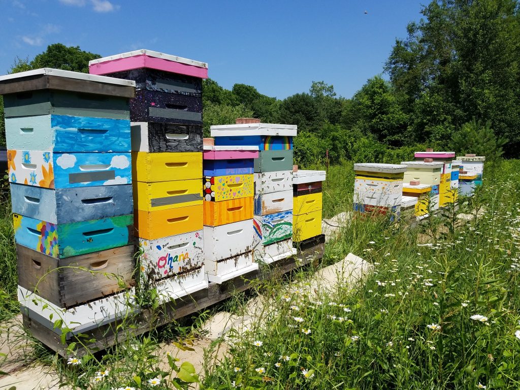 Colorful bee hives in a field at Spencer's Apiaries on a bright sunny day.