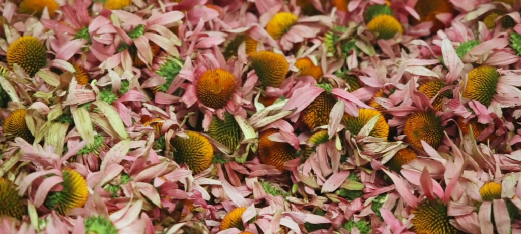 Close-up of echinacea purpurea flower.